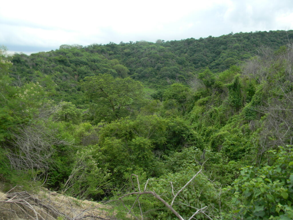 Voces del bosque: Sensibilización sobre el bosque seco a través del arte y la cultura