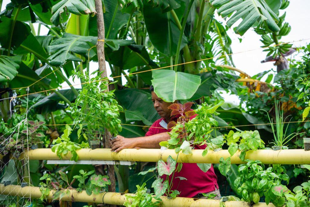 Llevando a la Acción la Estrategia Colombiana de Desarrollo Bajo en Carbono: Fase de implementación