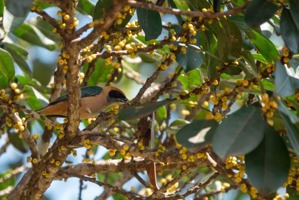 Aumentar la comunicación sobre biodiversidad para alcanzar la Meta 1 de Aichi