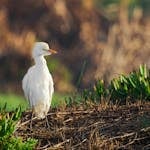 A white heron stands gracefully in the natural wetlands of Cape Town, South Africa.