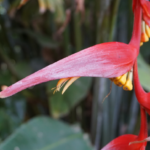 Hoja de ruta para el financiamiento de la biodiversidad del sector financiero de Colombia