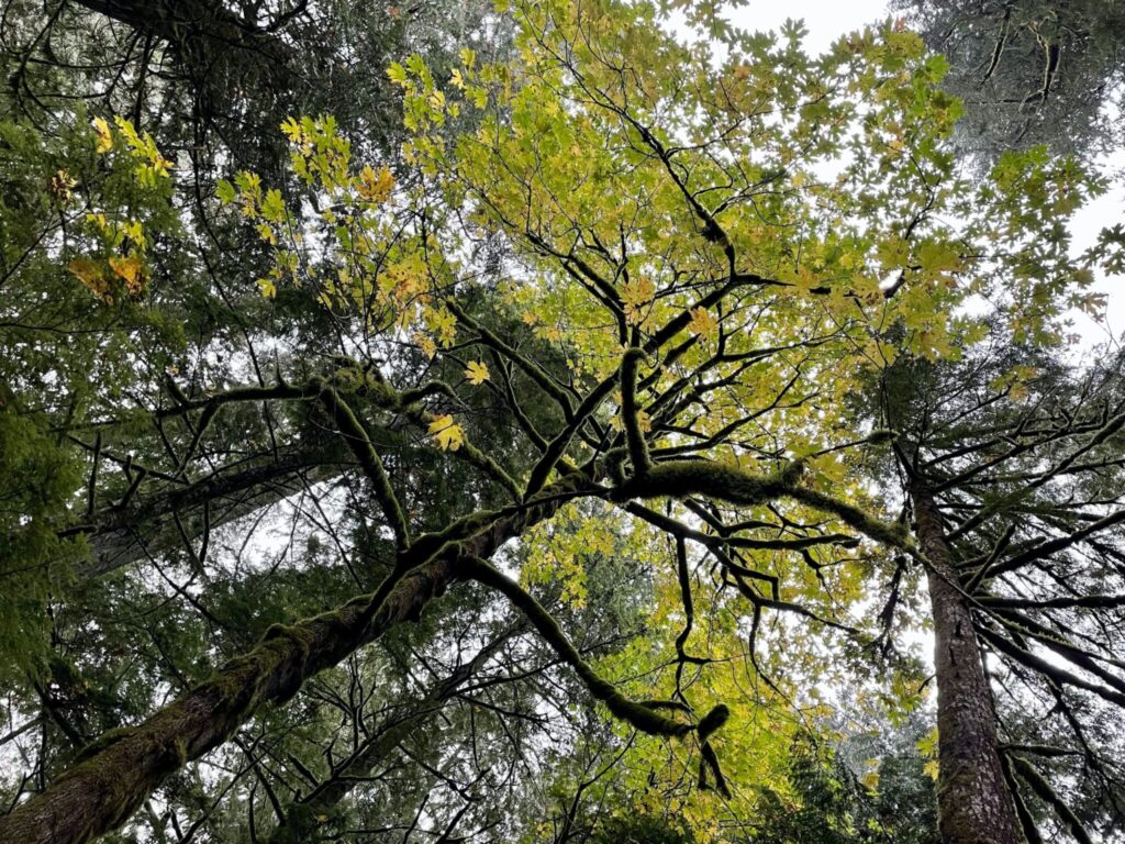 Fondo Fiduciario Temático - Red de Biodiversidad y Servicios Ecosistémicos (BES-Net) fase II