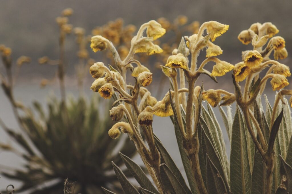 Panorama nacional de las finanzas para la biodiversidad: Estado actual y retos en Colombia