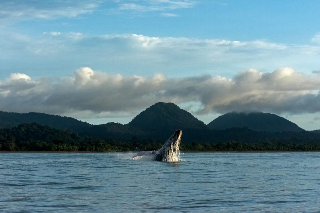 Gestión para la Resiliencia de Ecosistemas Estratégicos y Biodiversidad de las Regiones Pacífico y Caribe de Colombia