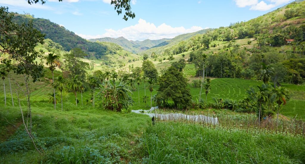 Programa de apoyo al aumento de la ambición climática sobre el uso de la tierra y la agricultura a través de las NDC y los planes nacionales de adaptación (SCALA)