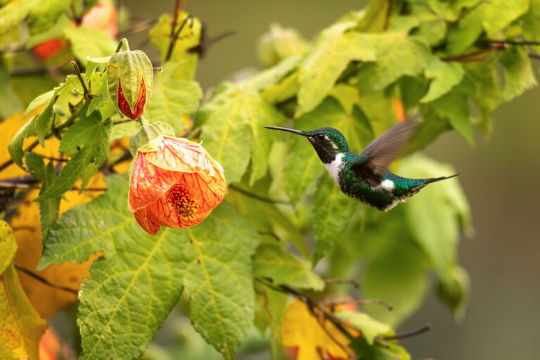Conservación transformadora de la biodiversidad: Posibilitar acciones dirigidas por mujeres indígenas y afrodescendientes