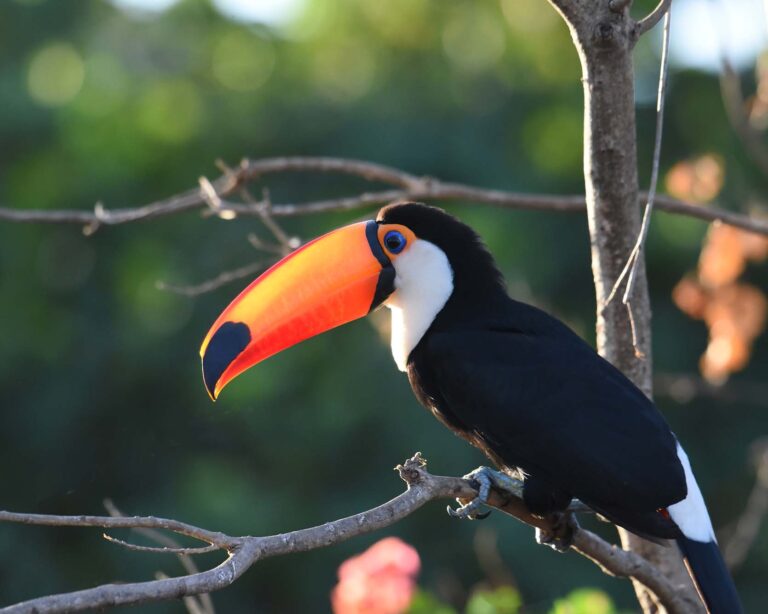 Refuerzo de las capacidades, las estructuras y la colaboración para una conservación eficaz de la biodiversidad a escala subnacional
