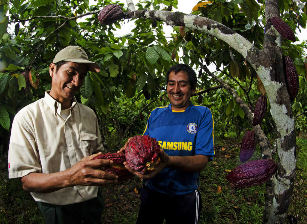 Productos sin deforestación: cómo el reglamento EUDR puede impulsar el desarrollo sostenible y fortalecer el comercio en Sudamérica