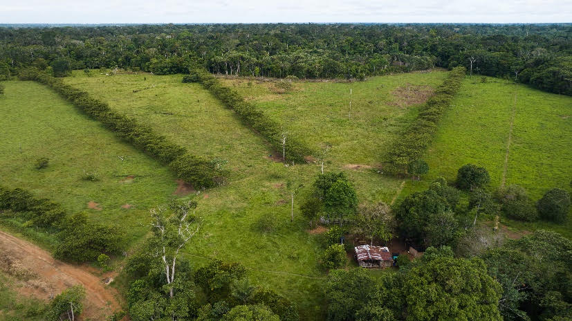Ecological restoration: reversing damage and making peace with nature.