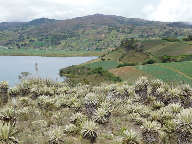 Where water converses with the land: Fúquene and Tota cultivate biodiversity